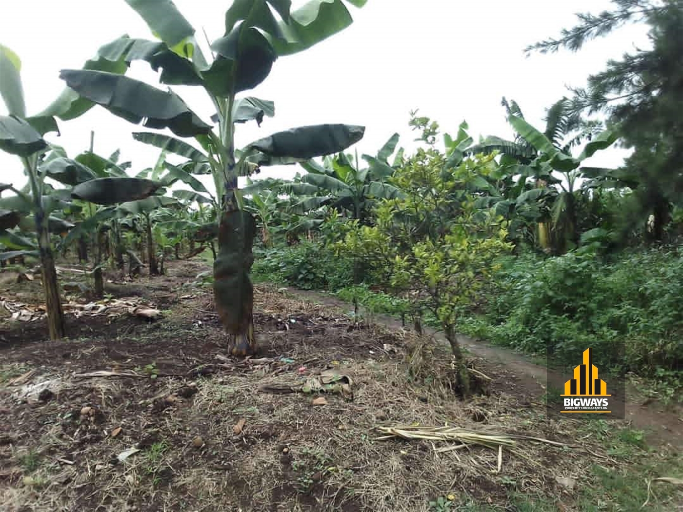 Farm for sale in Kikonge Mityana