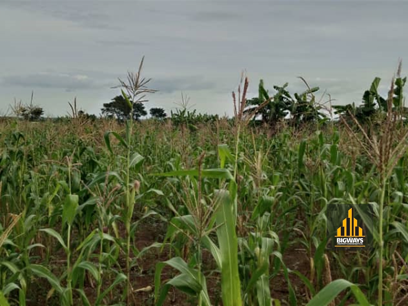 Agricultural Land for sale in Kabunyanta Luweero