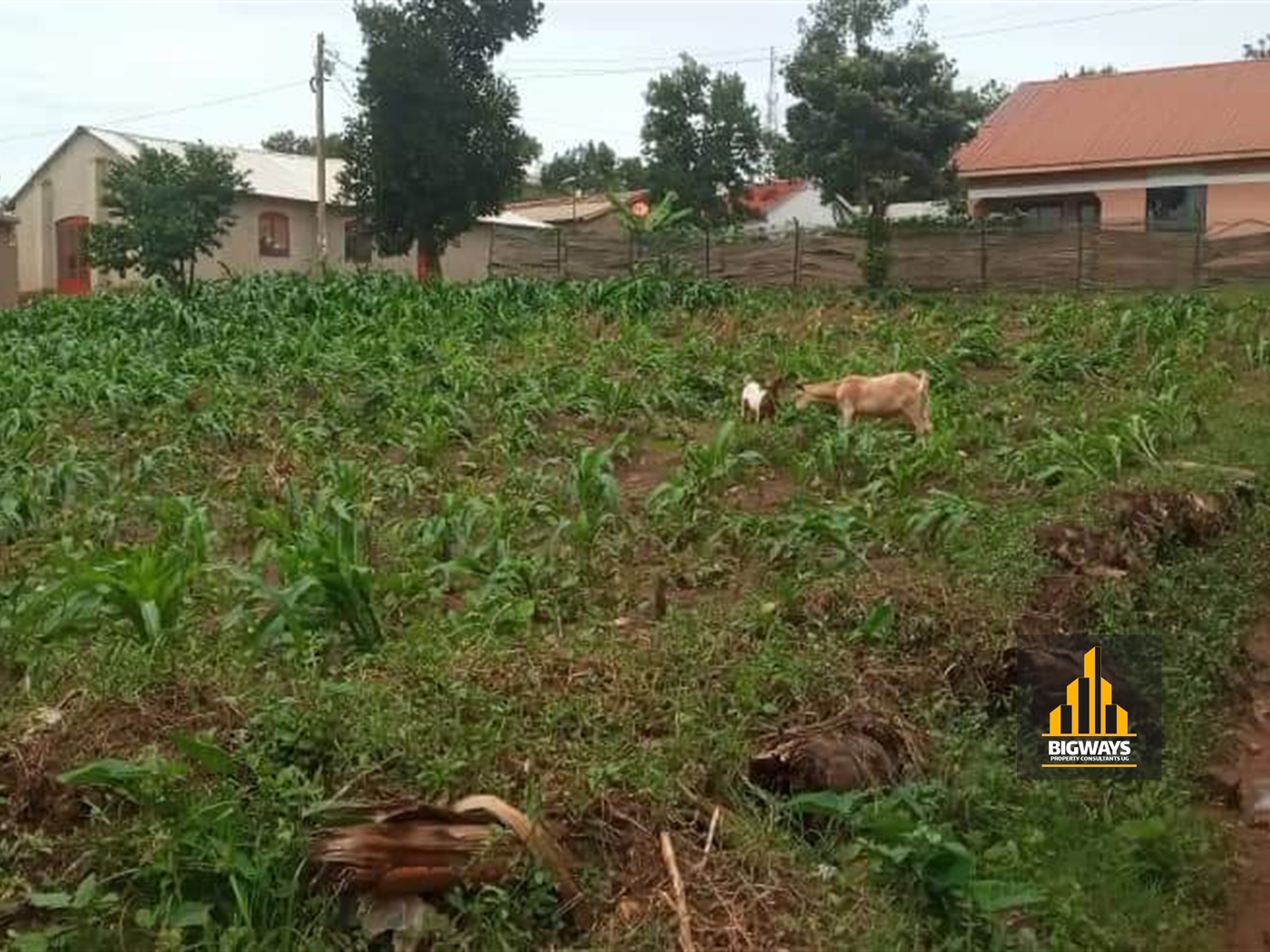 Residential Land for sale in Bukoto Kampala