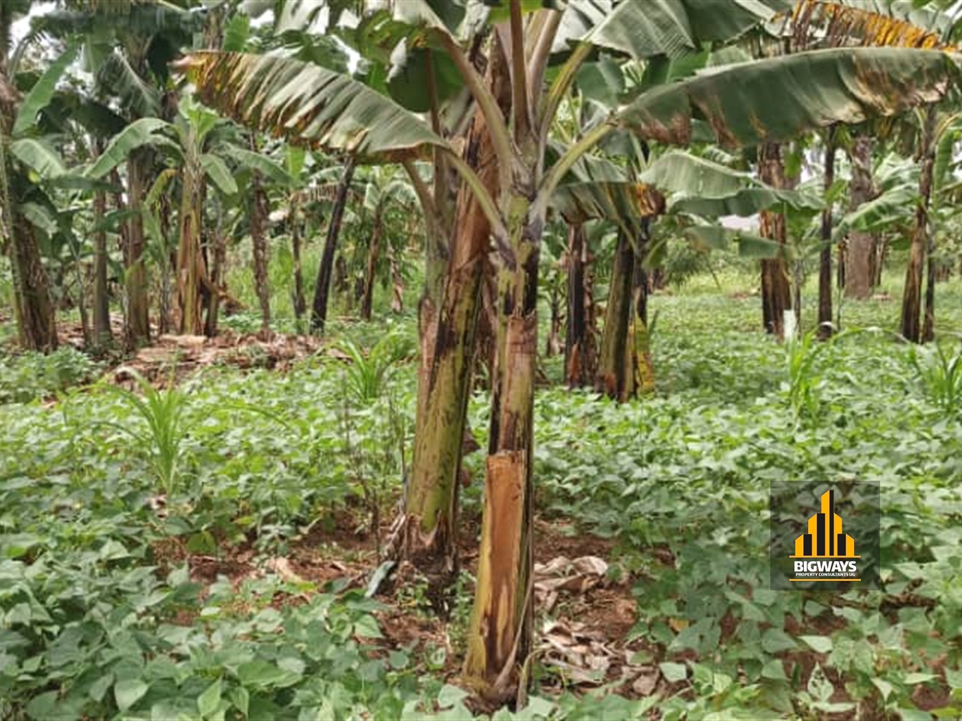 Residential Land for sale in Namulonge Wakiso