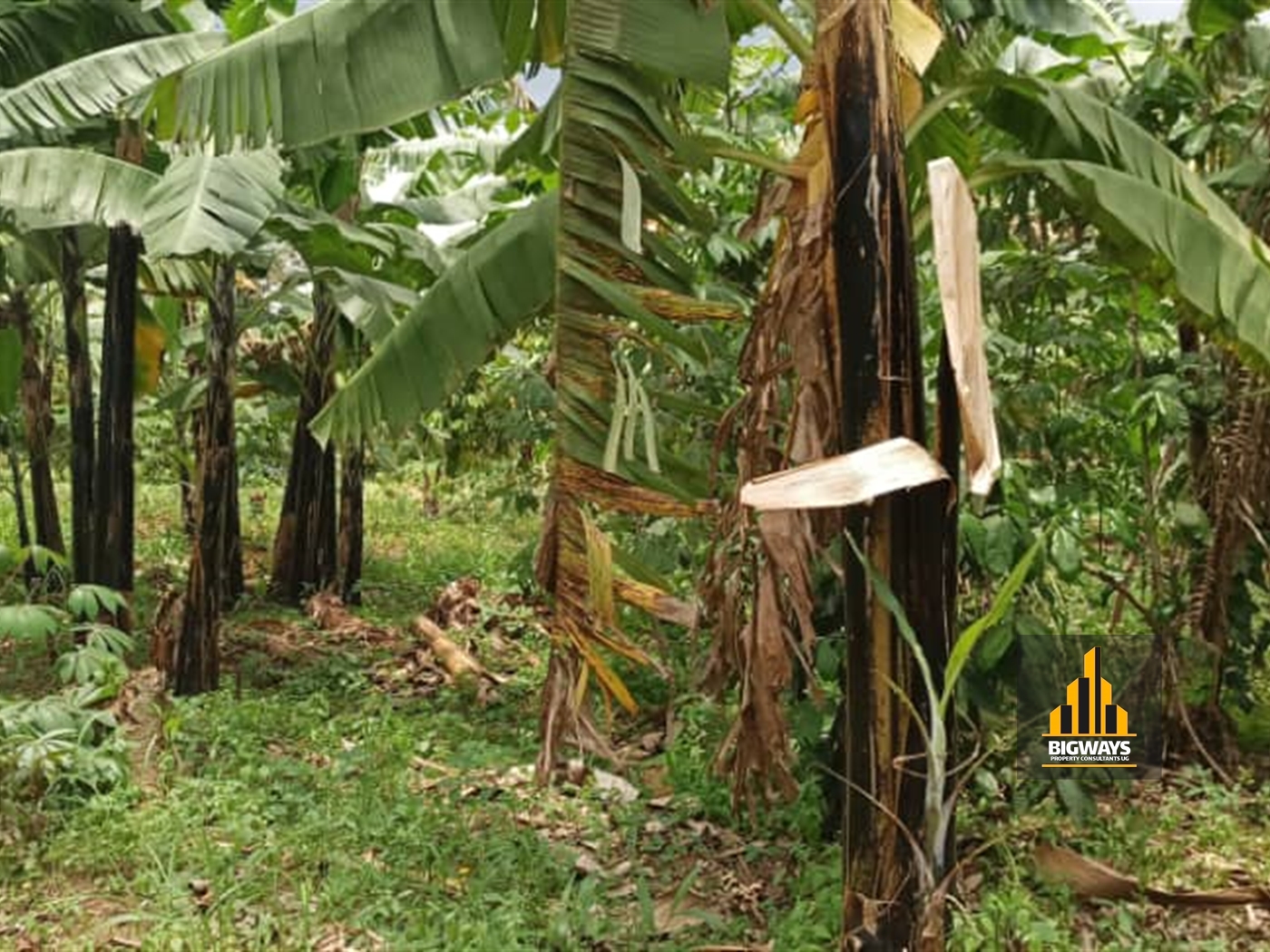 Residential Land for sale in Namulonge Wakiso