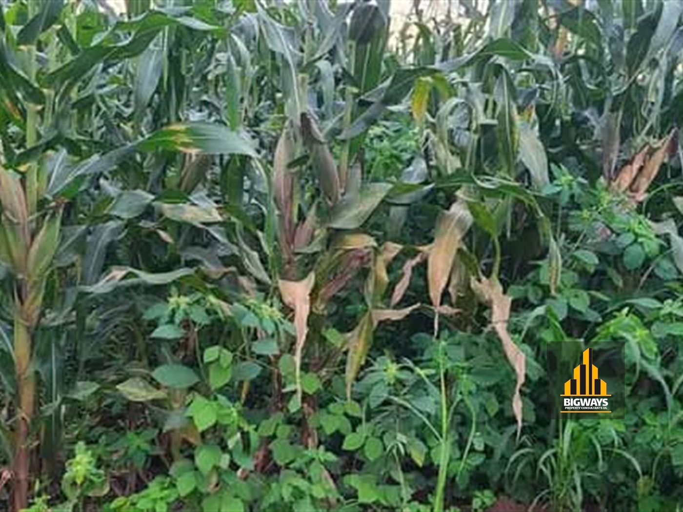 Residential Land for sale in Gayaza Wakiso