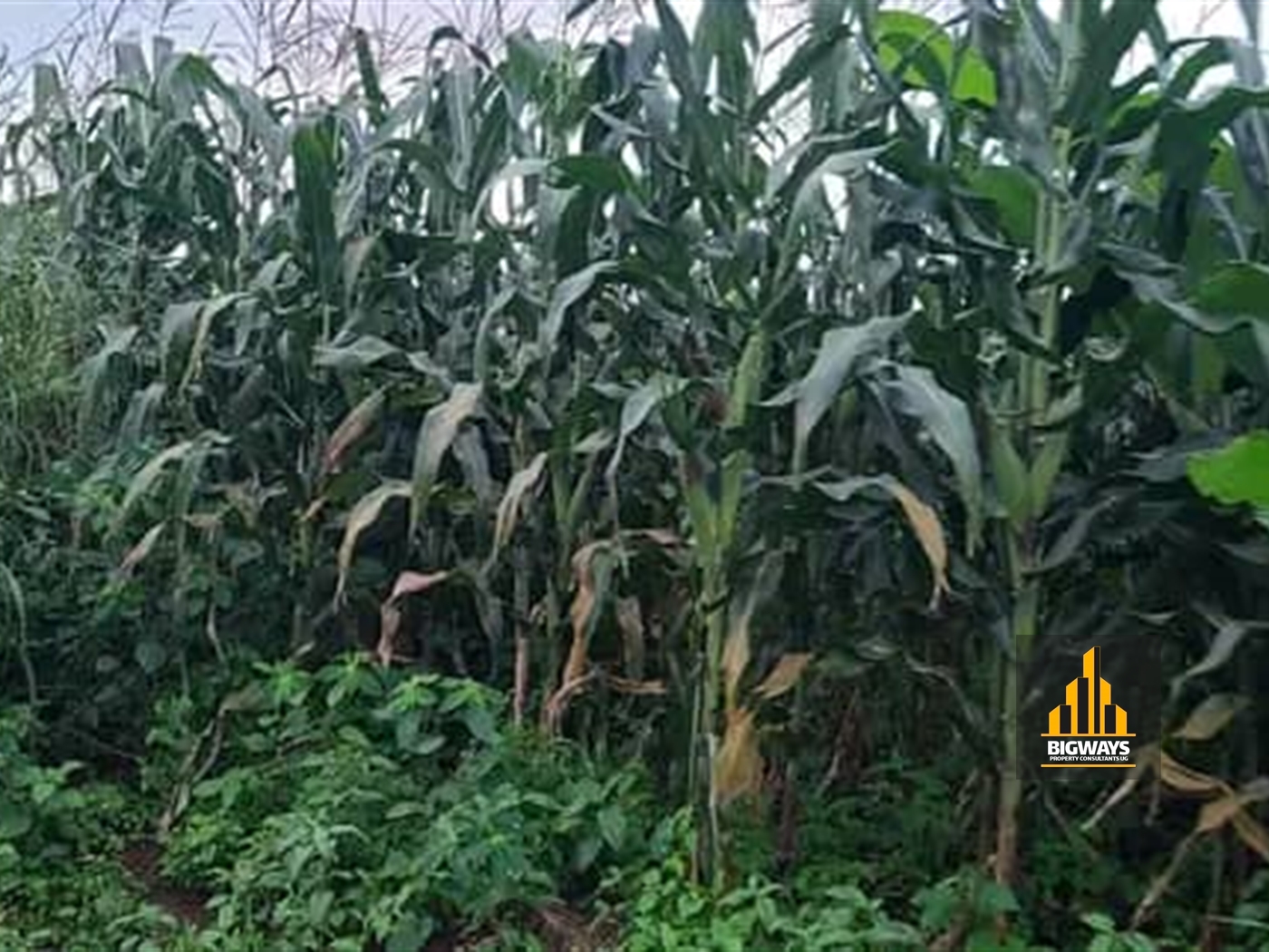 Residential Land for sale in Gayaza Wakiso