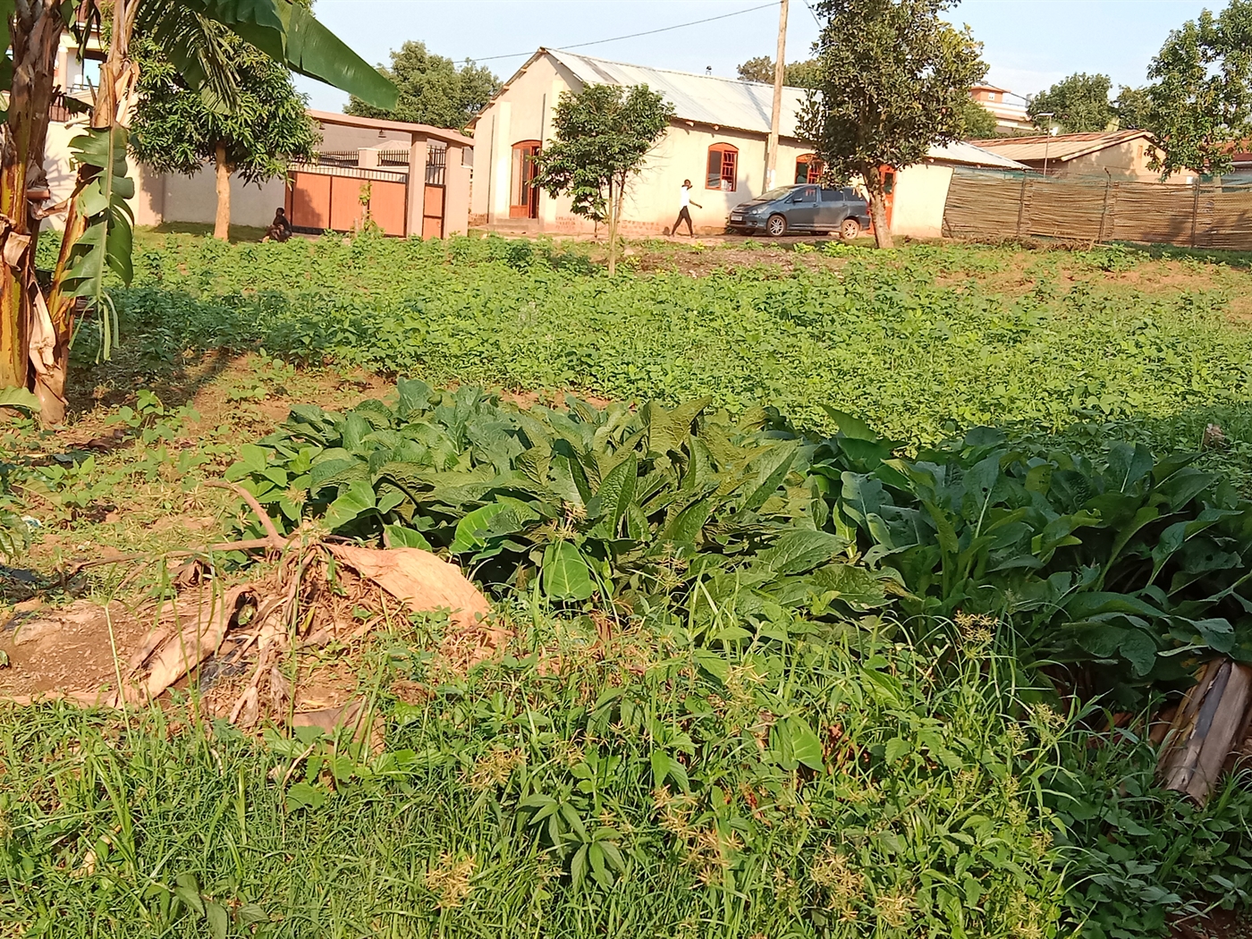 Residential Land for sale in Bukoto Kampala