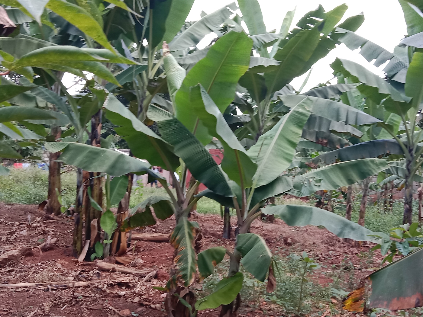 Multipurpose space for sale in Seguku Wakiso