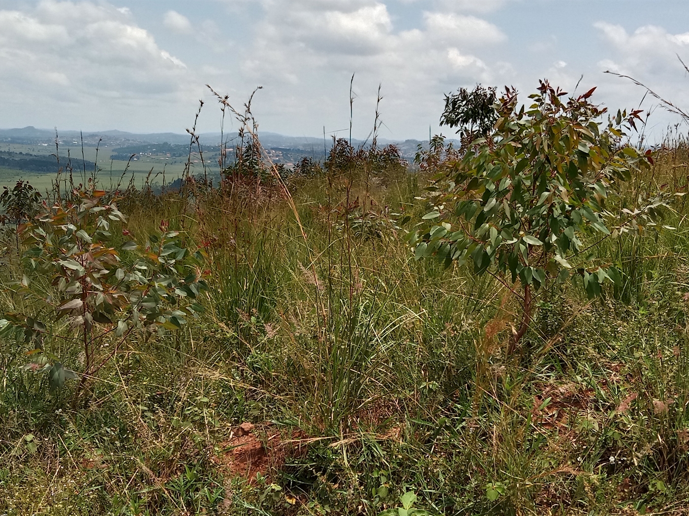 Residential Land for sale in Maya Mpigi