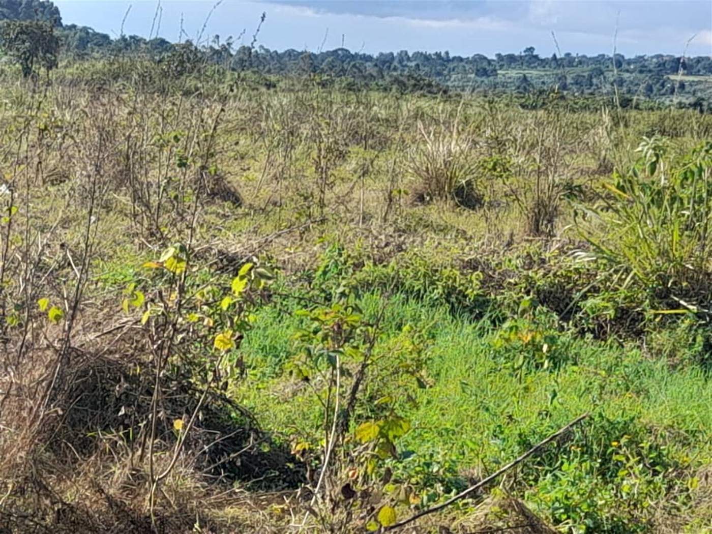 Commercial Land for sale in Jjandira Mpigi