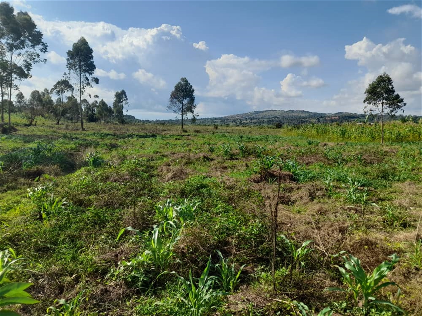 Commercial Land for sale in Jjandira Mpigi