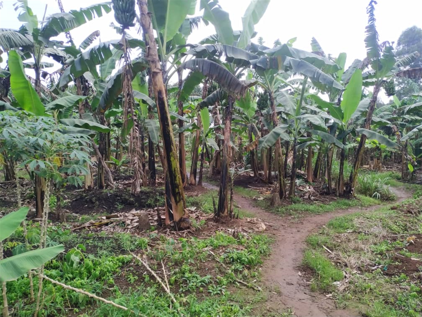 Residential Land for sale in Namugongo Wakiso