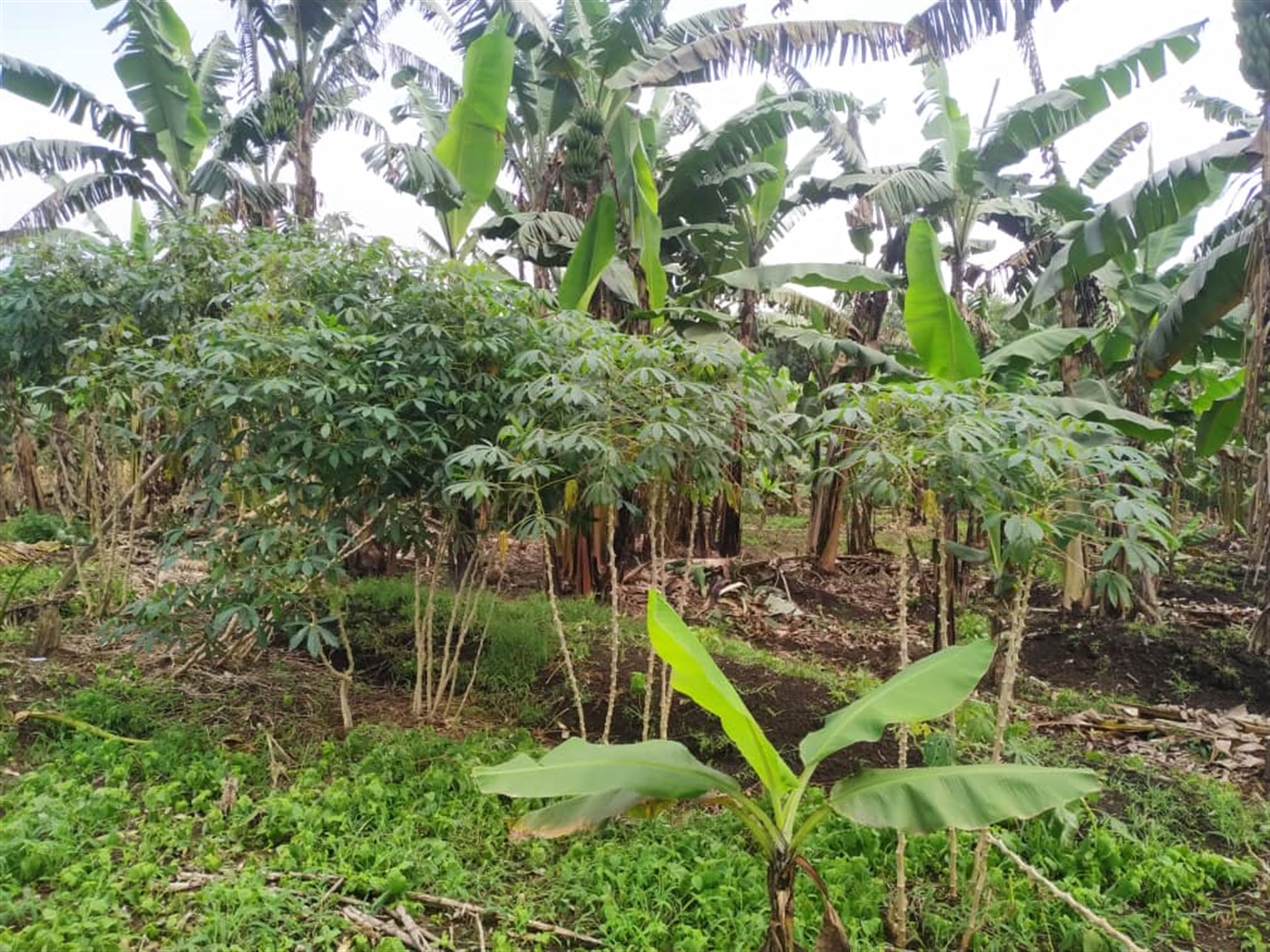 Residential Land for sale in Namugongo Wakiso