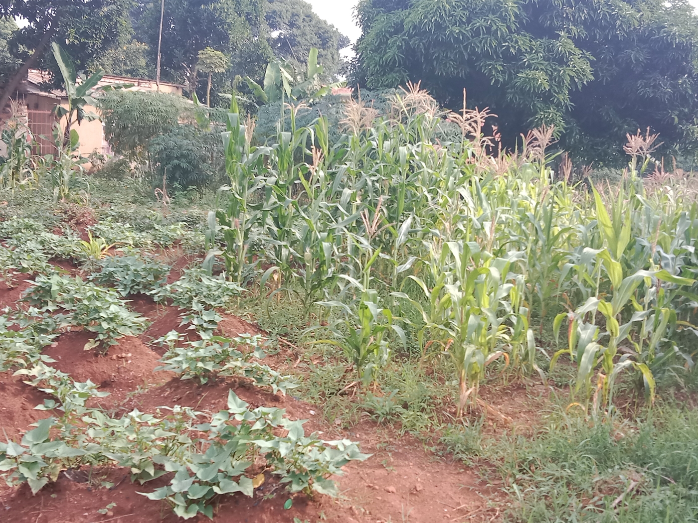 Residential Land for sale in Nkumba Wakiso