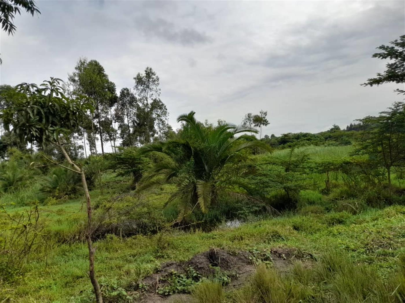 Agricultural Land for sale in Kikube Luweero