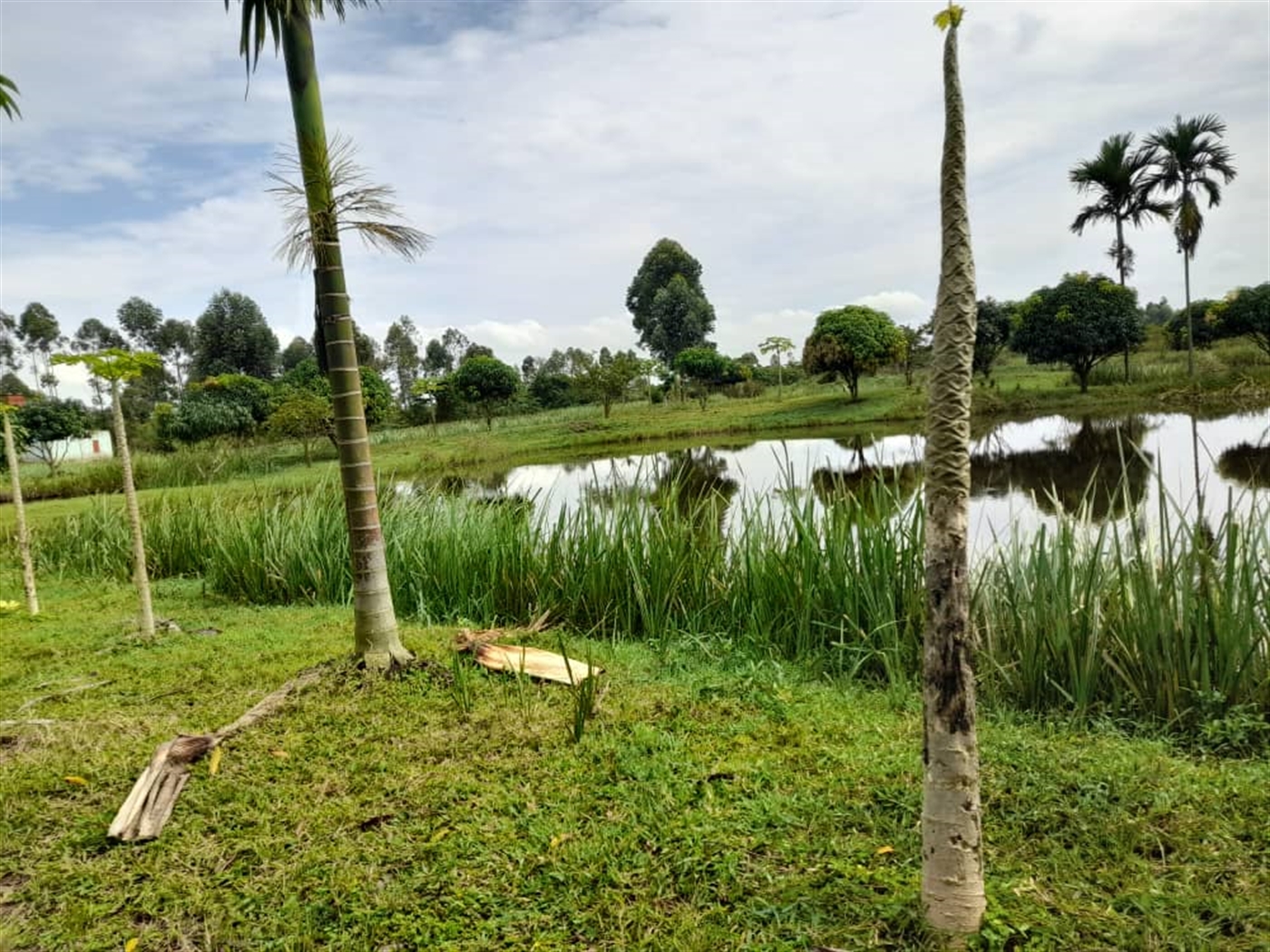 Agricultural Land for sale in Kikube Luweero