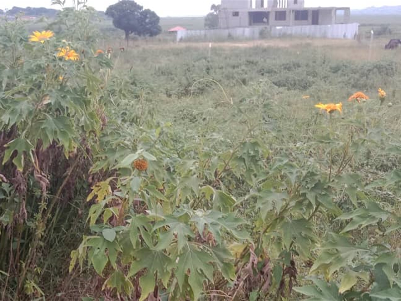 Commercial Land for sale in Lubowa Wakiso