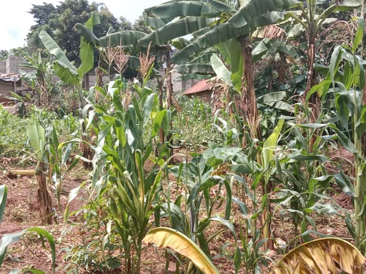 Residential Land for sale in Seguku Wakiso