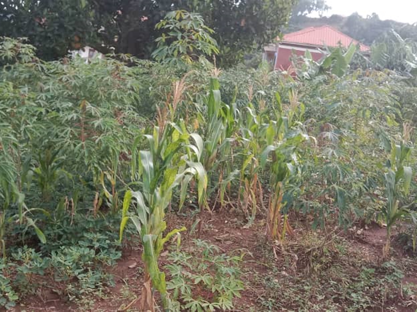 Residential Land for sale in Zana Wakiso