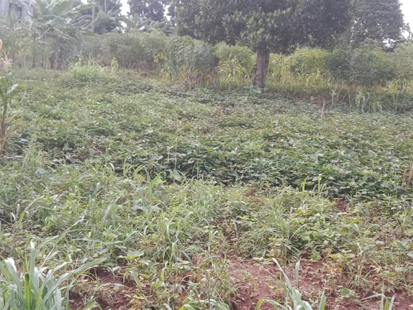 Residential Land for sale in Zana Wakiso