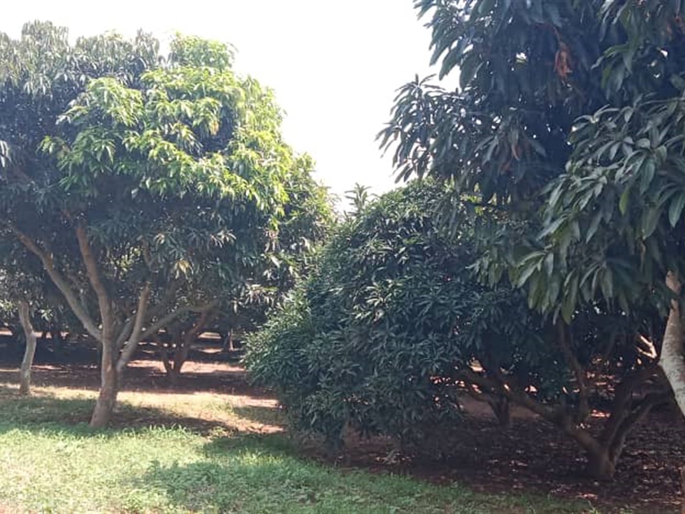 Residential Land for sale in Garuga Wakiso