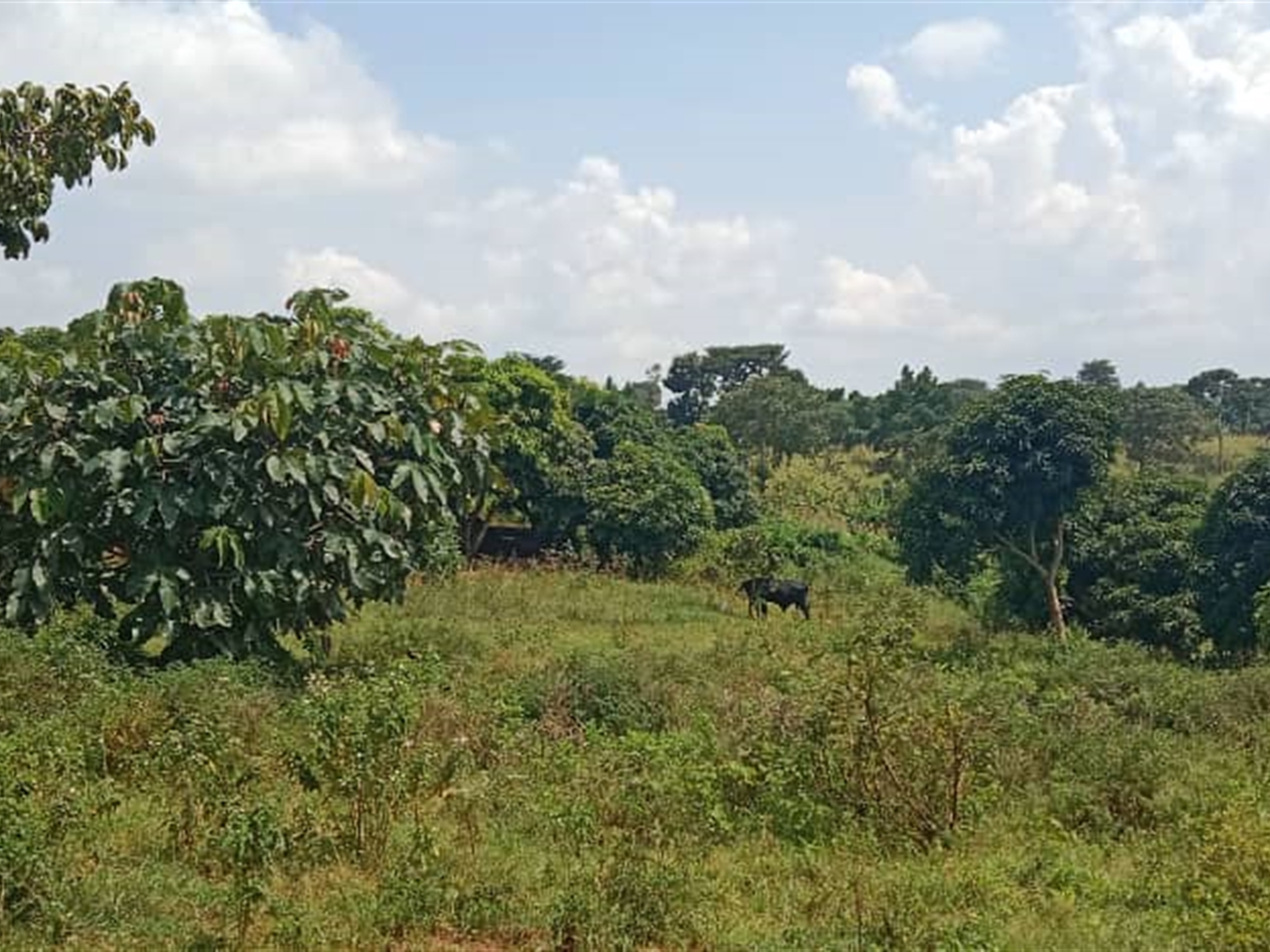 Residential Land for sale in Garuga Wakiso