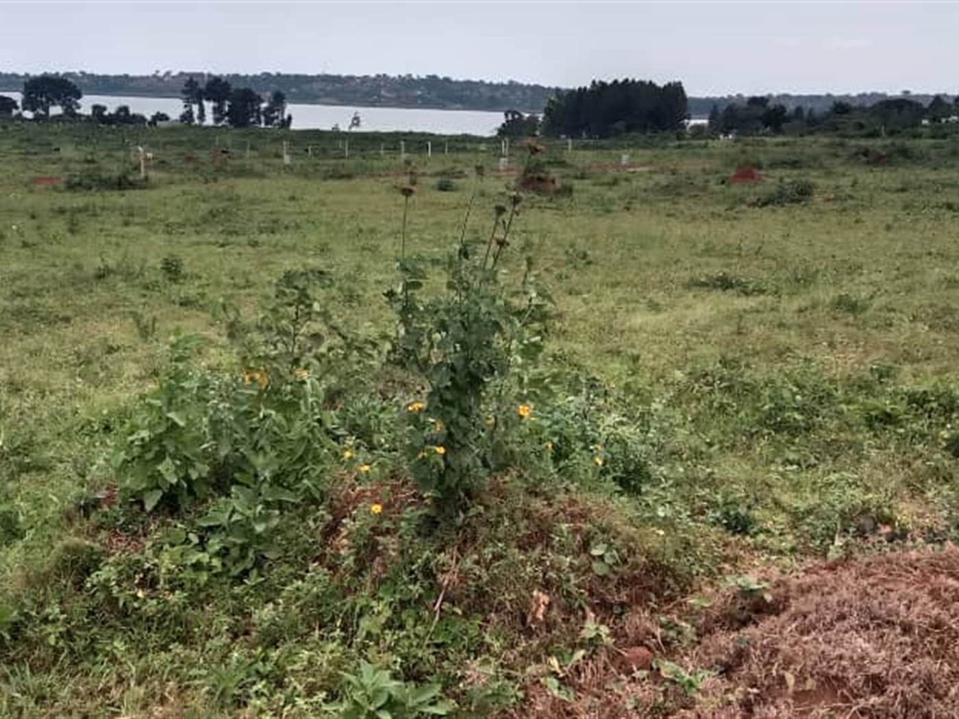 Residential Land for sale in Bwelenga Wakiso