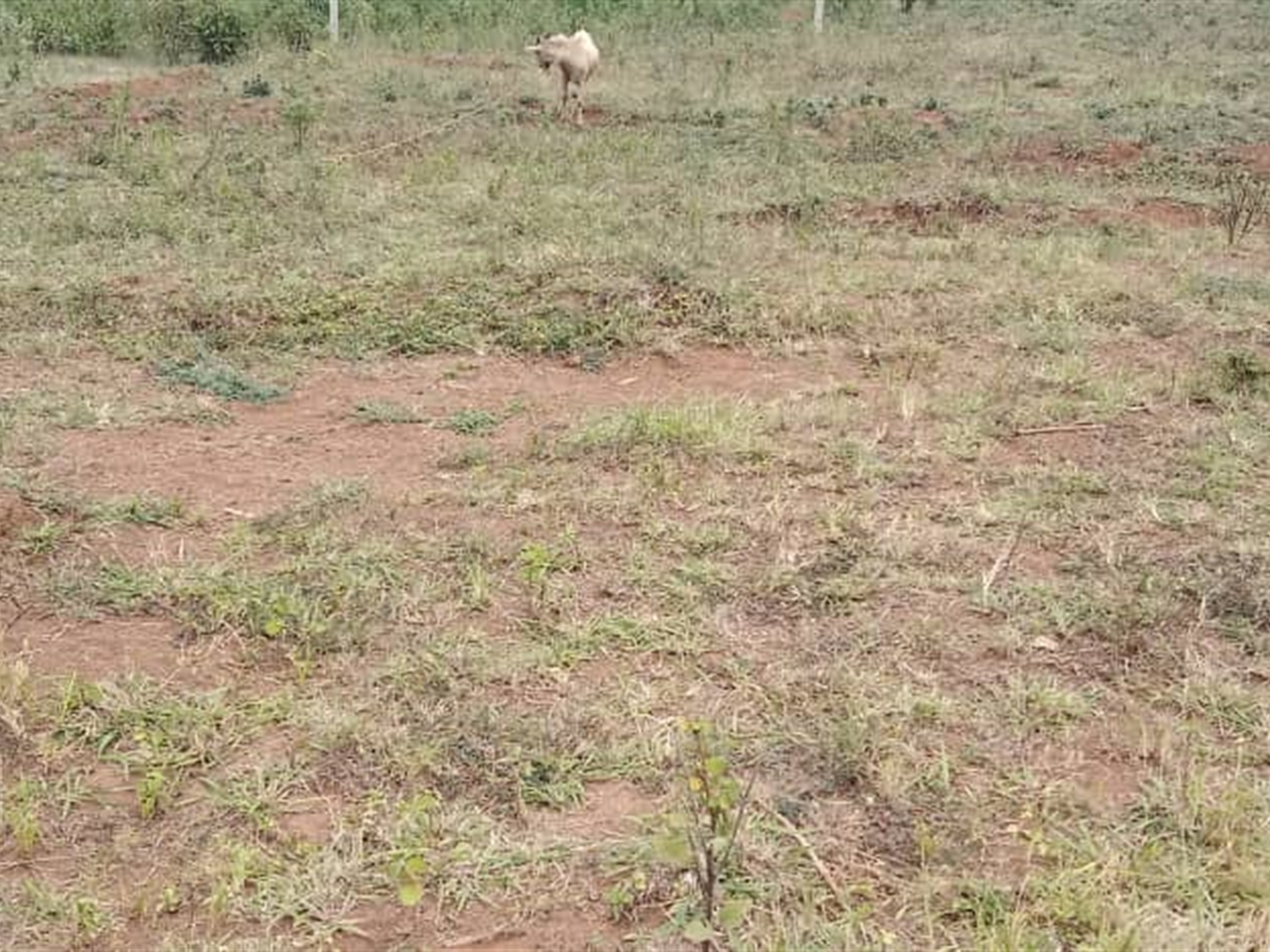 Residential Land for sale in Janyi Wakiso