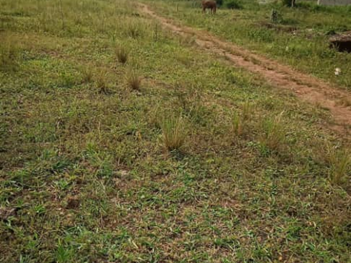 Residential Land for sale in Busukuma Wakiso