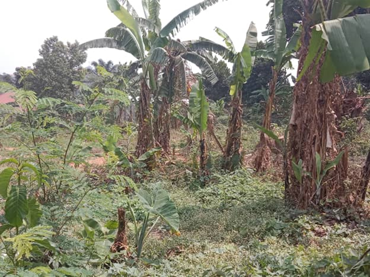 Residential Land for sale in Kisaasi Kampala