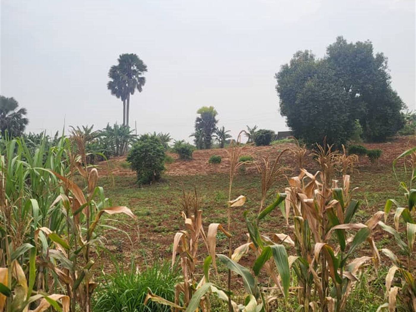 Residential Land for sale in Lubowa Wakiso