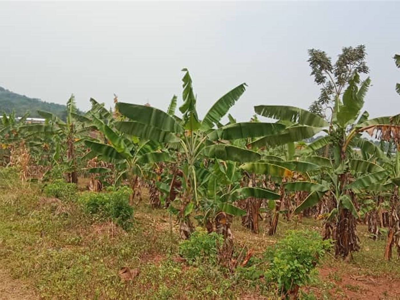 Residential Land for sale in Lubowa Wakiso