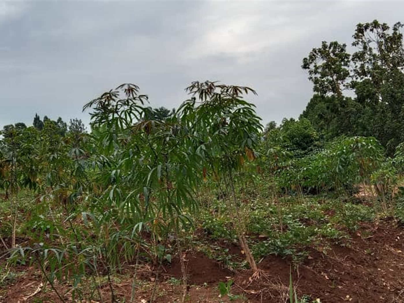 Residential Land for sale in Nakawuka Wakiso