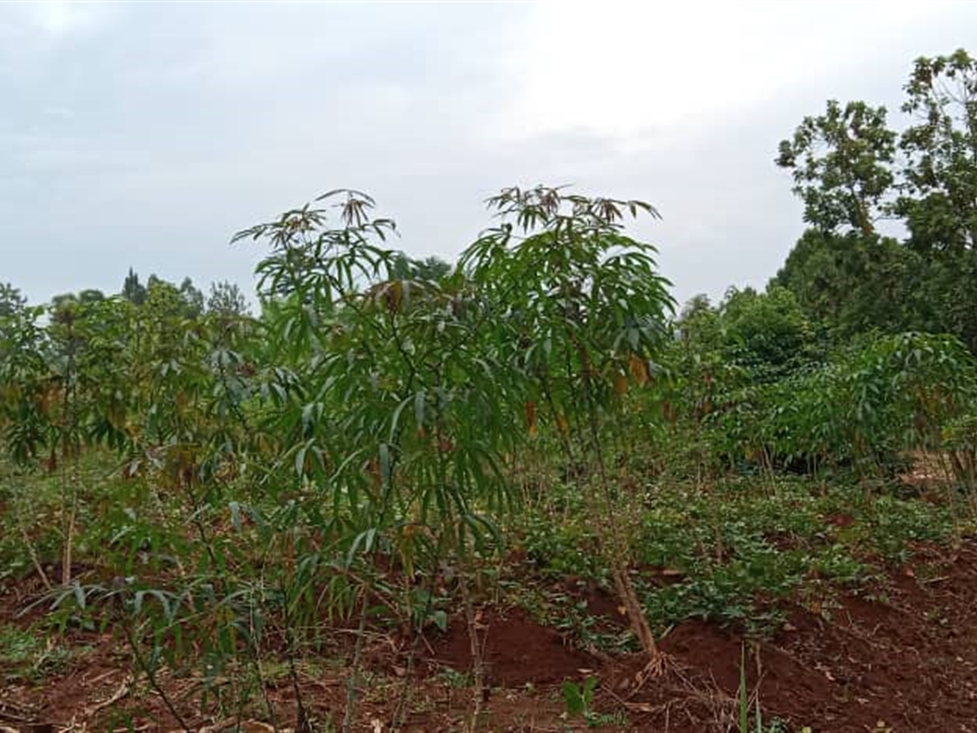 Residential Land for sale in Nakawuka Wakiso