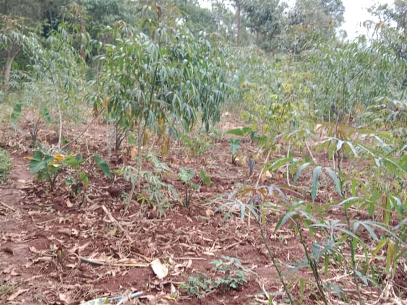 Residential Land for sale in Nakawuka Wakiso