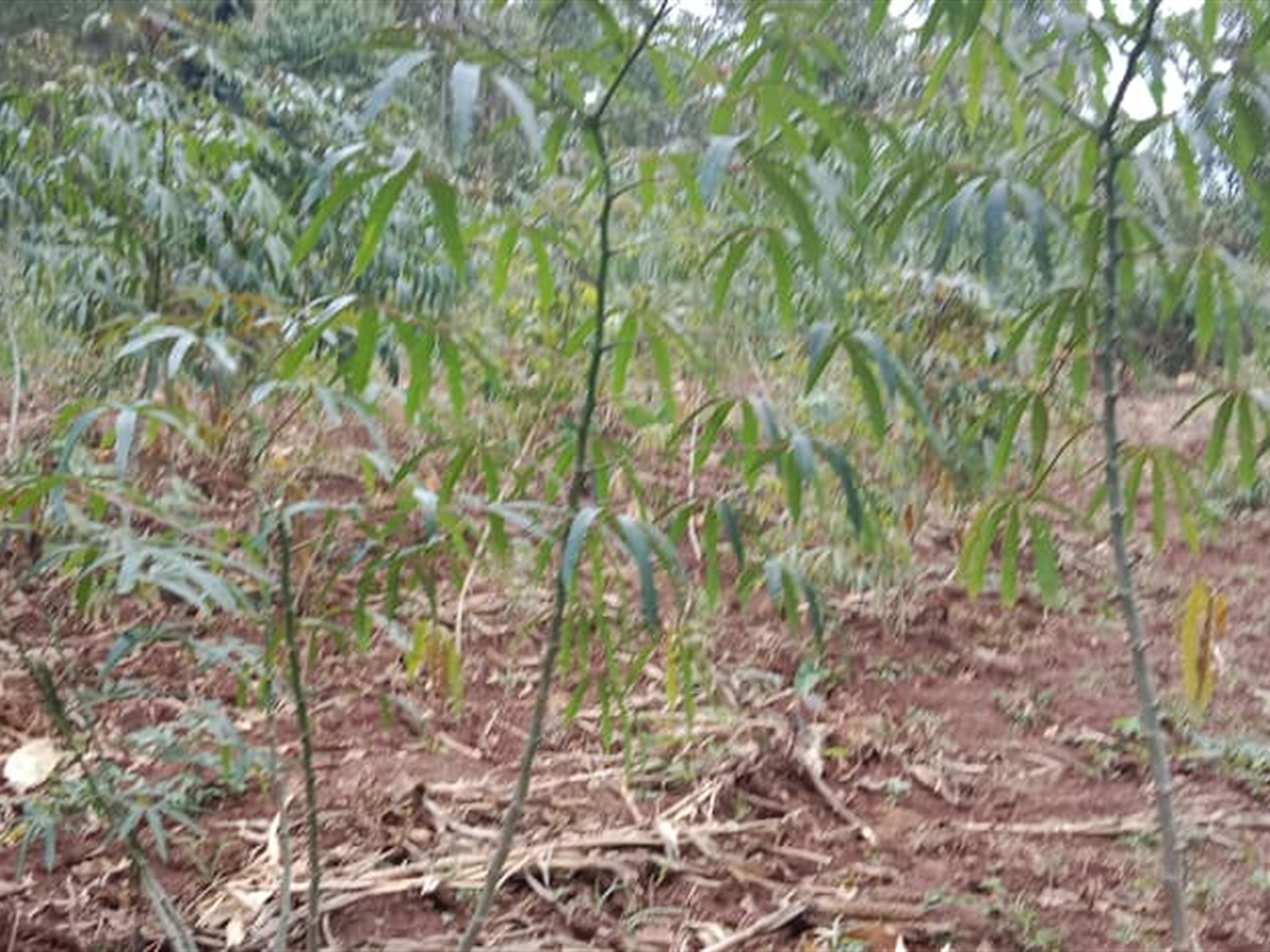 Residential Land for sale in Nakawuka Wakiso