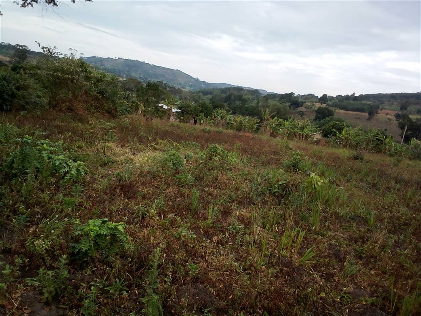 Residential Land for sale in Lukalu Mpigi