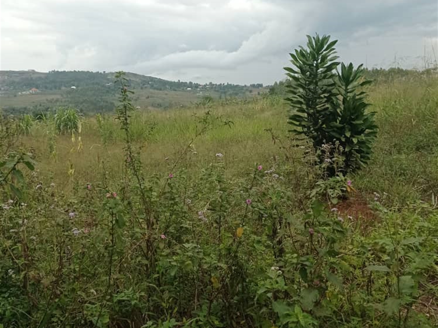 Residential Land for sale in Nsaggu Wakiso