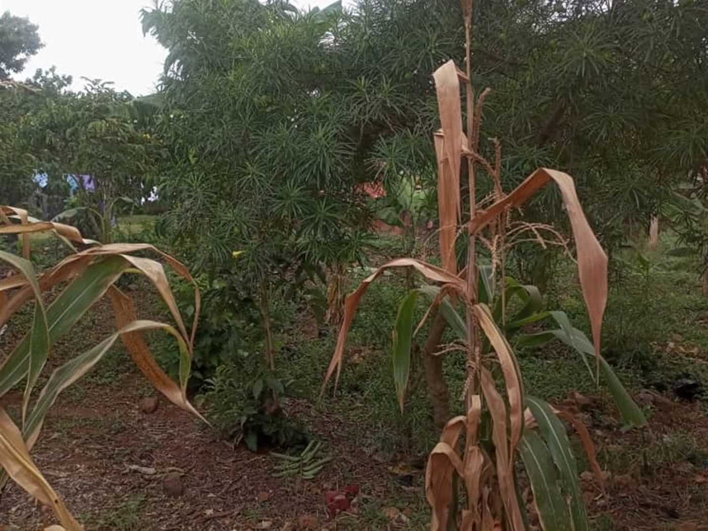 Residential Land for sale in Kisaasi Kampala