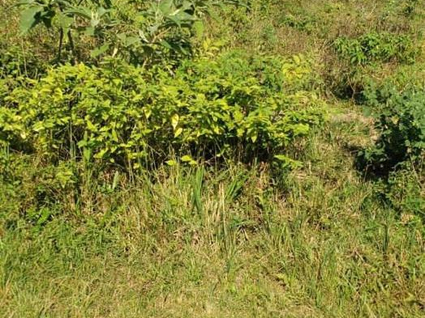 Residential Land for sale in Garuga Wakiso