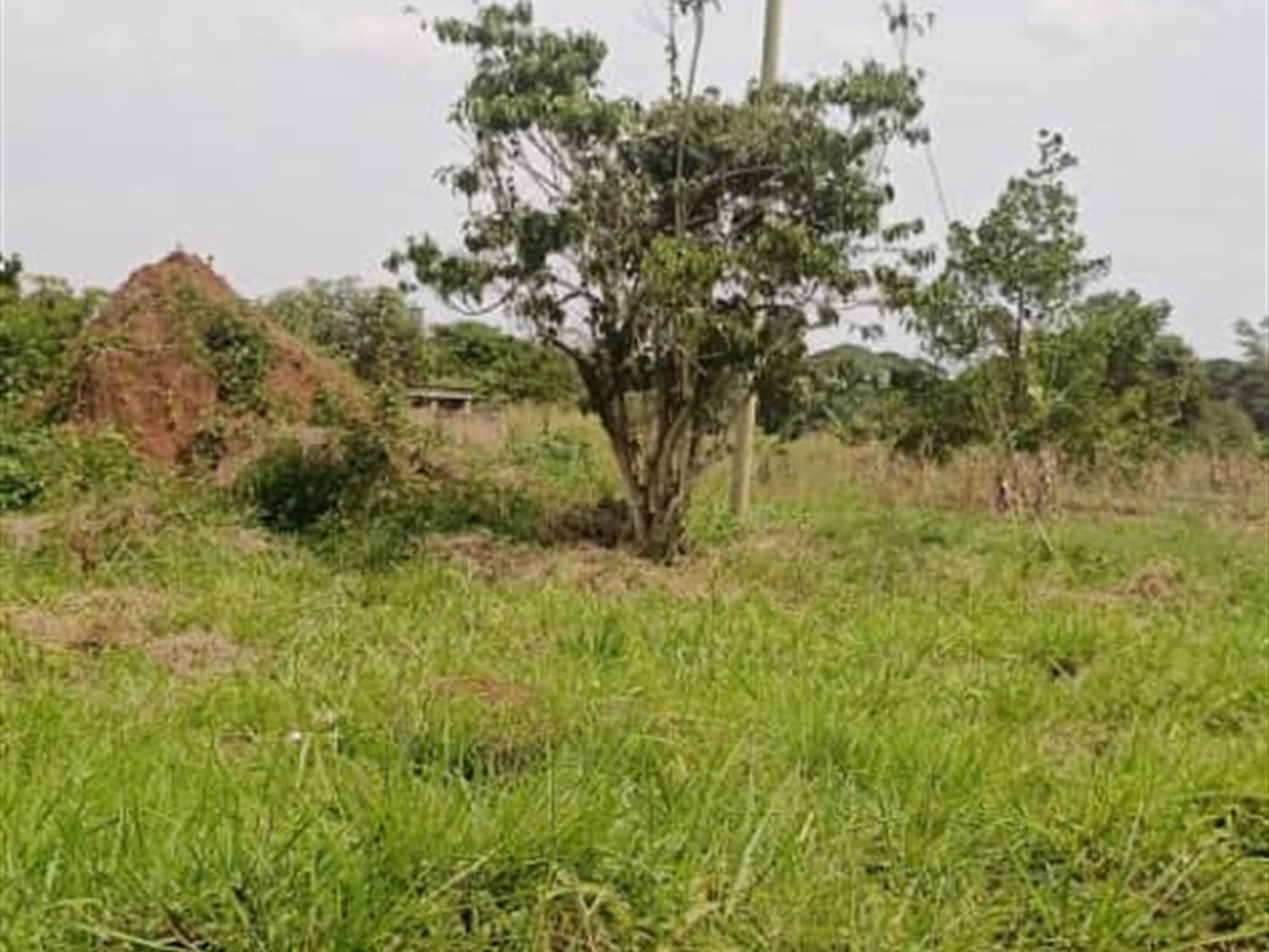 Agricultural Land for sale in Ziloobwe Luweero