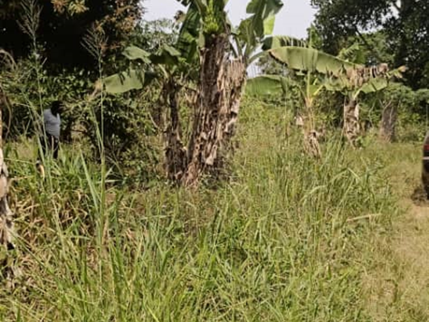 Agricultural Land for sale in Ziloobwe Luweero