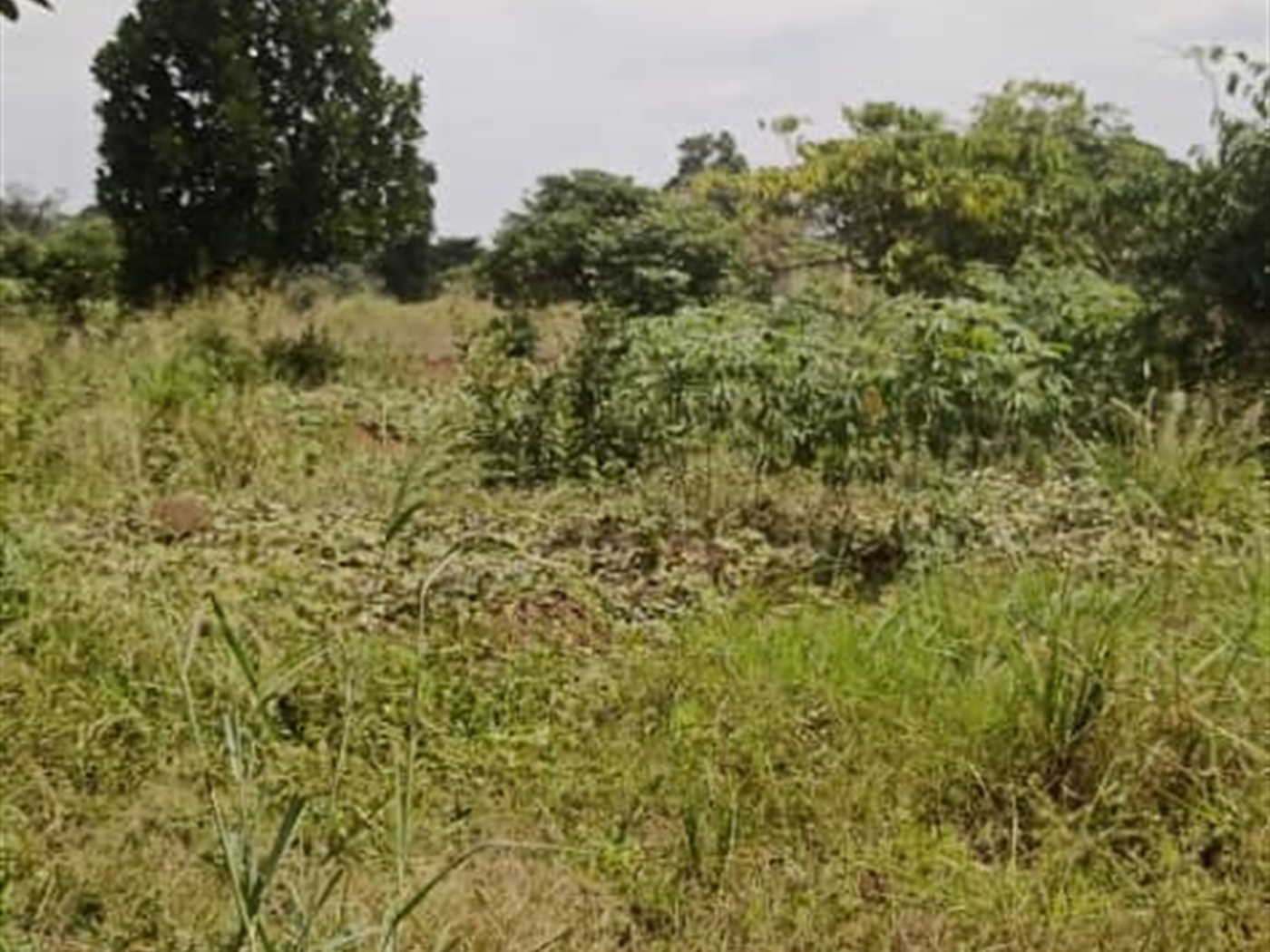 Agricultural Land for sale in Ziloobwe Luweero