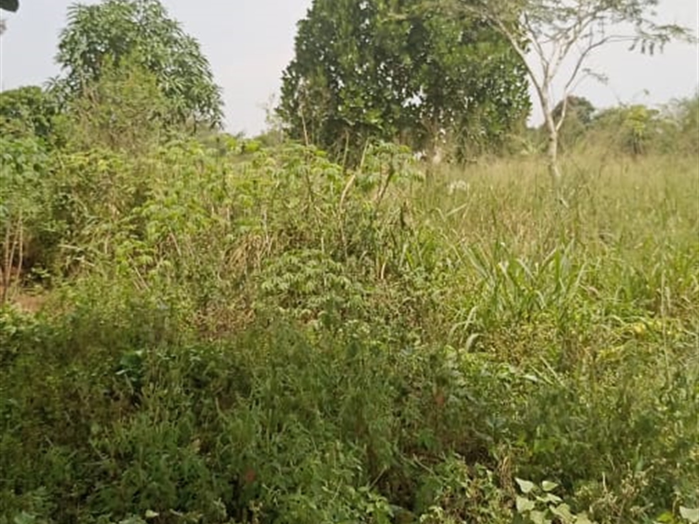 Agricultural Land for sale in Ziloobwe Luweero