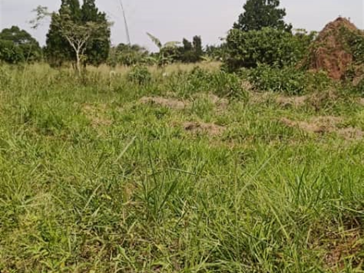 Agricultural Land for sale in Ziloobwe Luweero