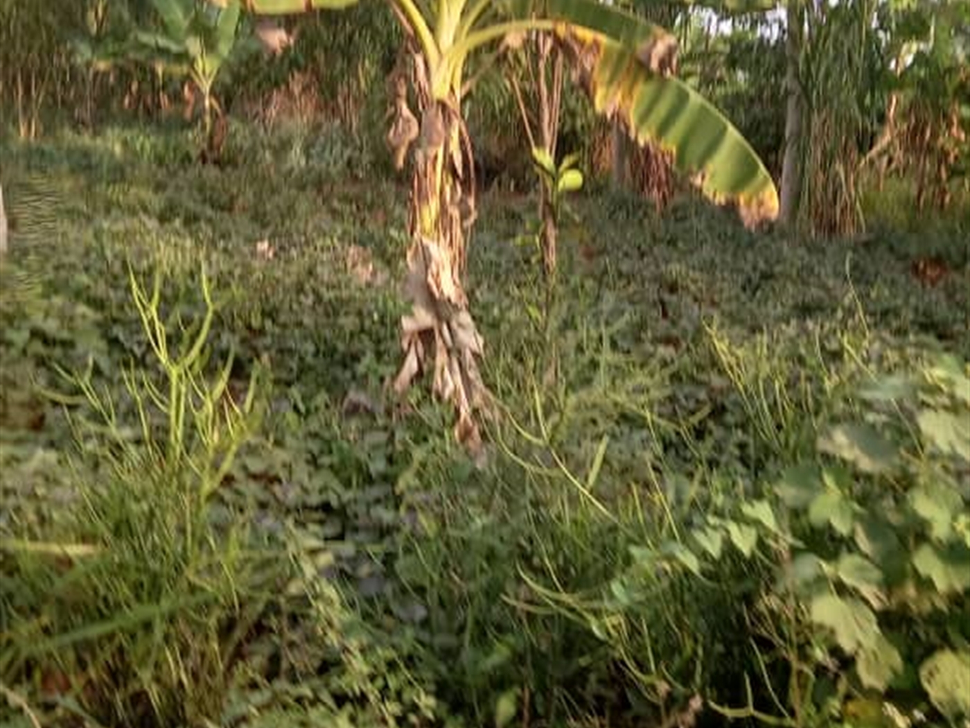 Residential Land for sale in Ziloobwe Wakiso