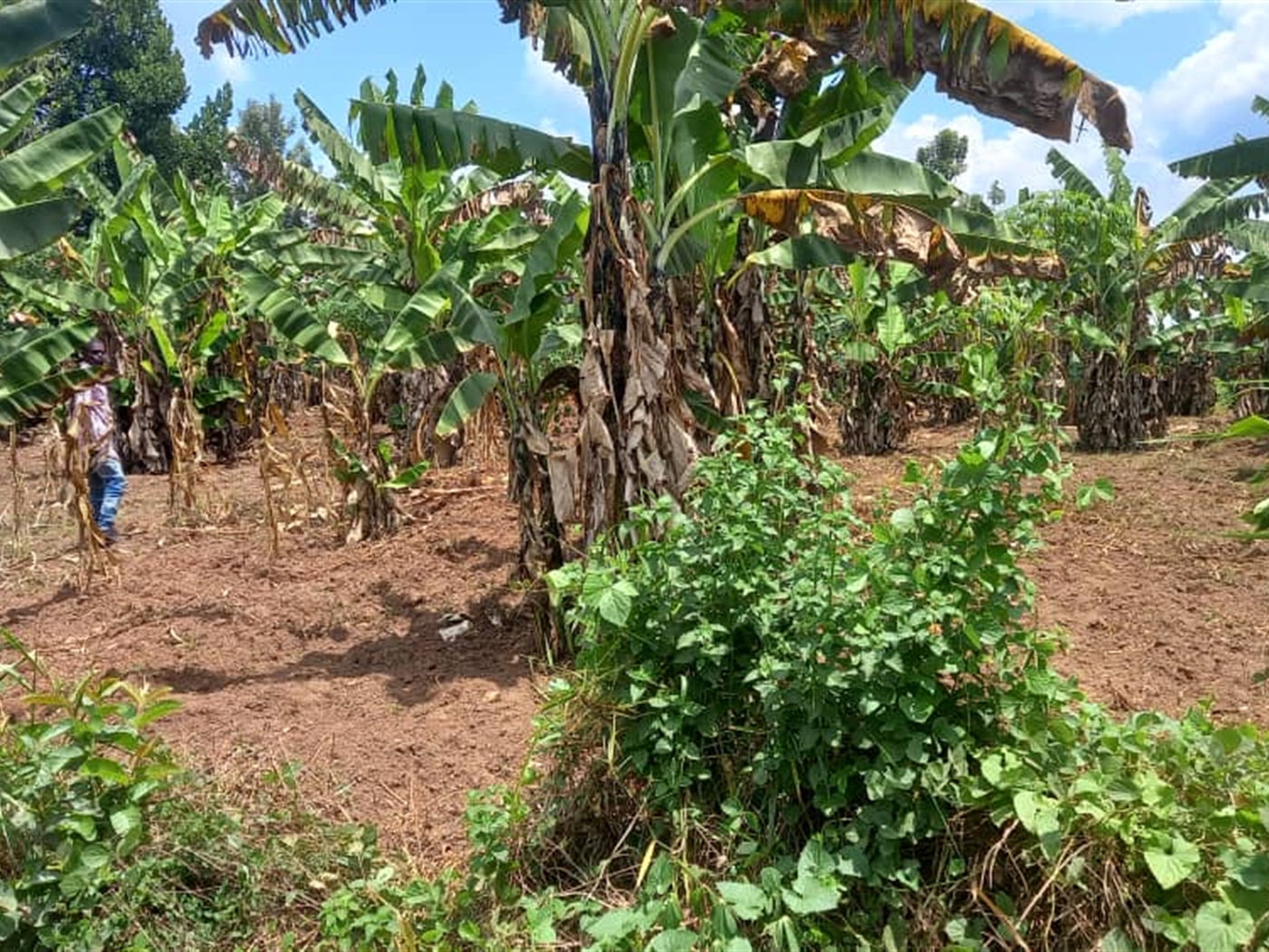 Residential Land for sale in Ziloobwe Wakiso