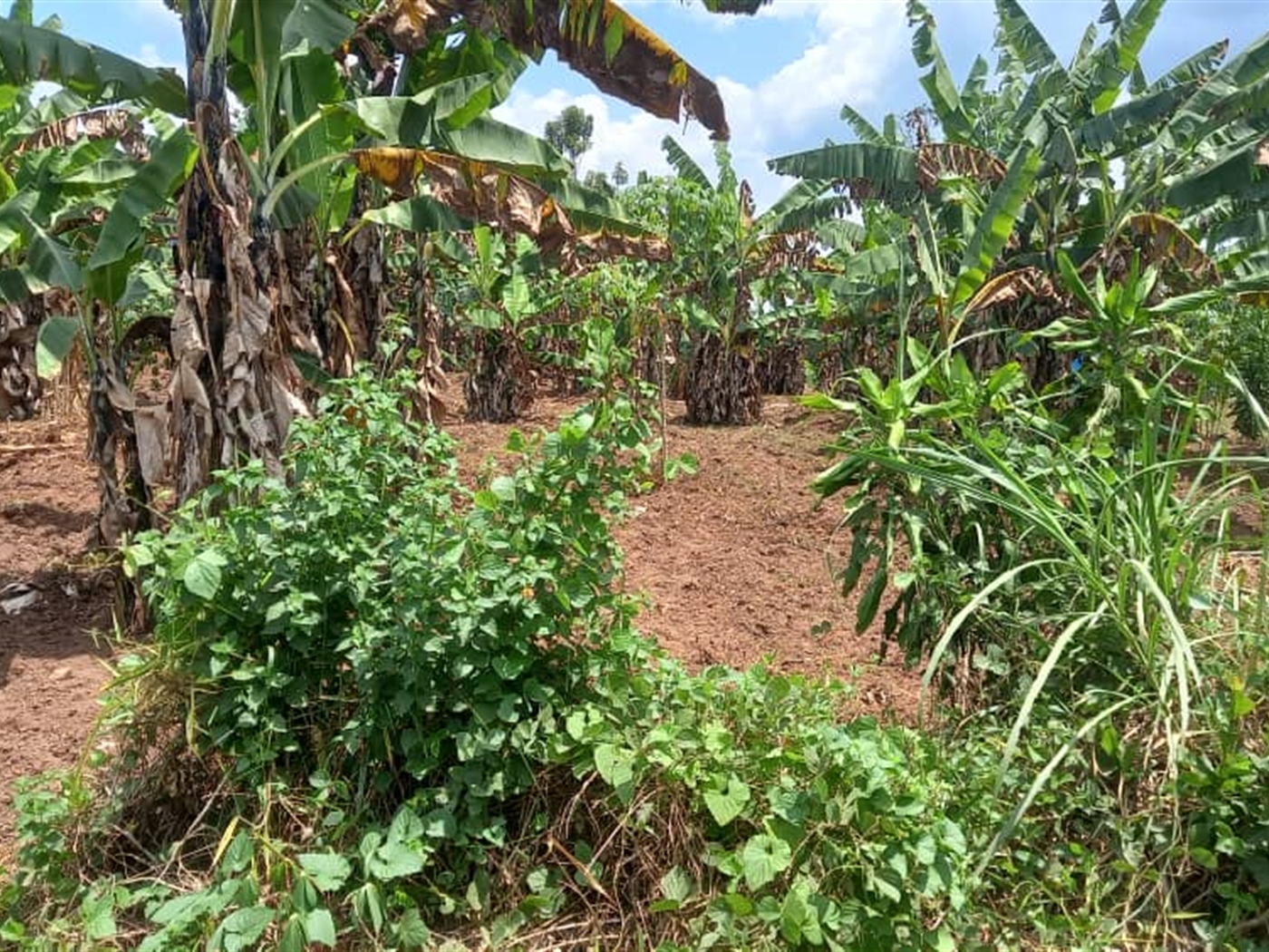 Residential Land for sale in Ziloobwe Wakiso