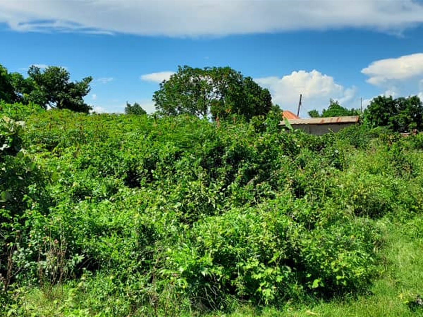 Residential Land for sale in Nkumba Wakiso