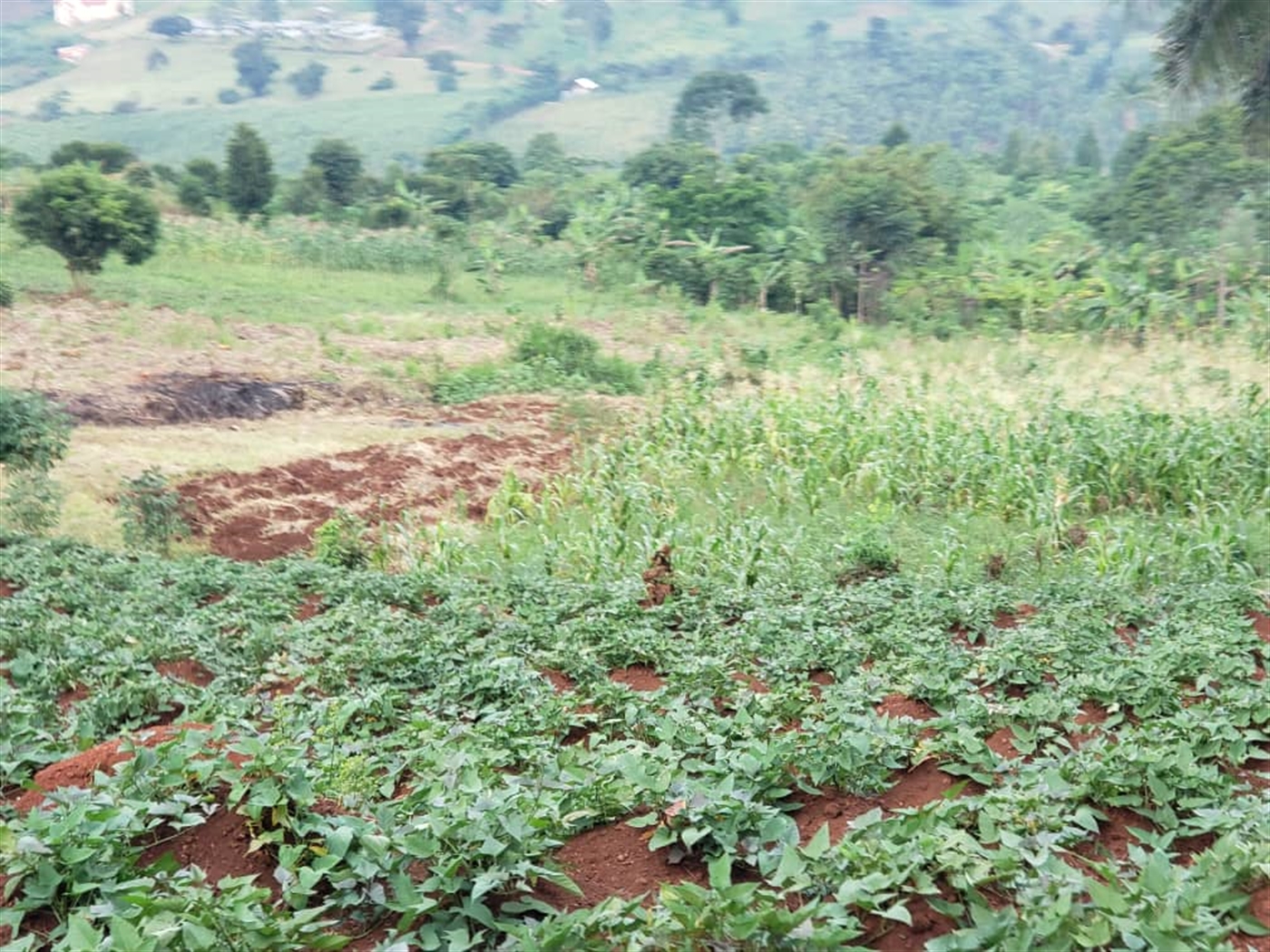 Residential Land for sale in Lugazi Jinja