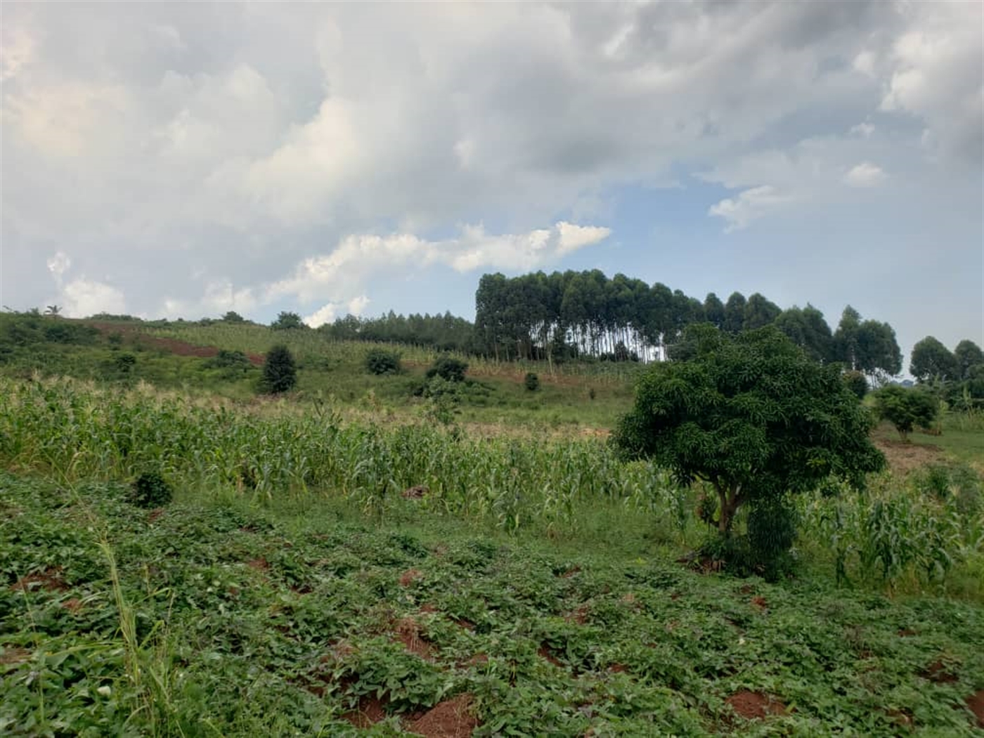 Residential Land for sale in Lugazi Jinja