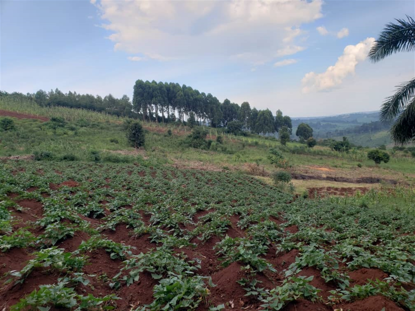 Residential Land for sale in Lugazi Jinja