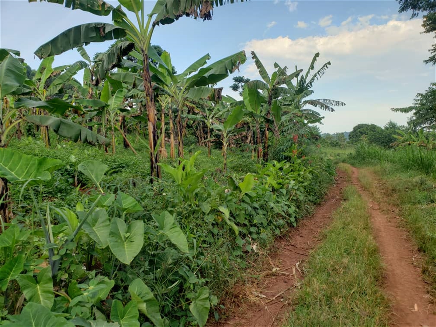 Residential Land for sale in Lugazi Jinja